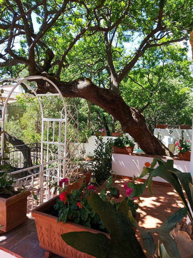 B&B La Casa Del Gelso 阿夸夫雷达 外观 照片
